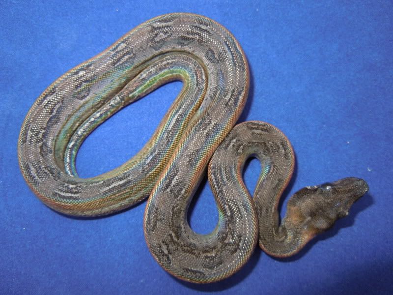 Leopard litter Reptile Forums